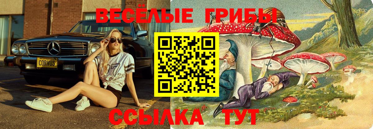 Кудрово  Псилоцибиновые грибы прущие грибы  Вход с VPN  Галлюциногенные грибы Psilocybe 